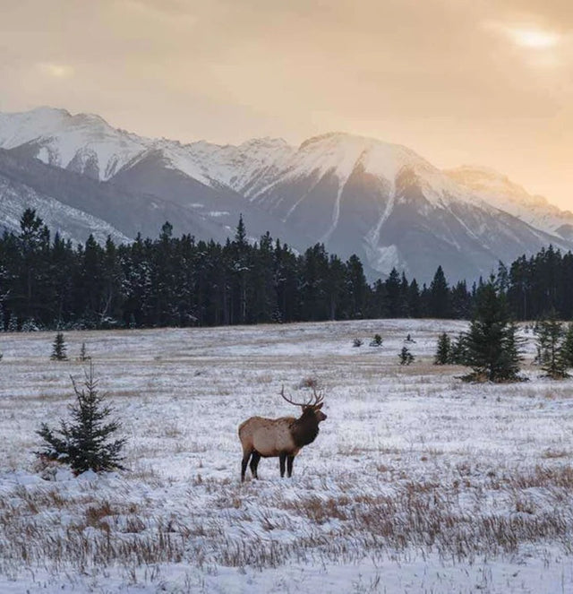 Discover the Best Winter Wildlife Tracking Spots in Canada and the United States