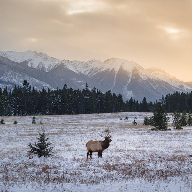 Discover the Best Winter Wildlife Tracking Spots in Canada and the United States