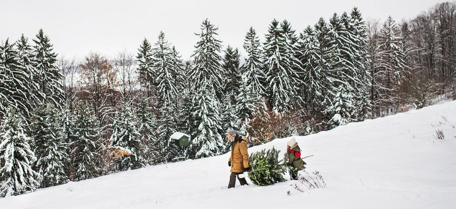 How to Cut Your Own Christmas Tree with a US Forest Permit