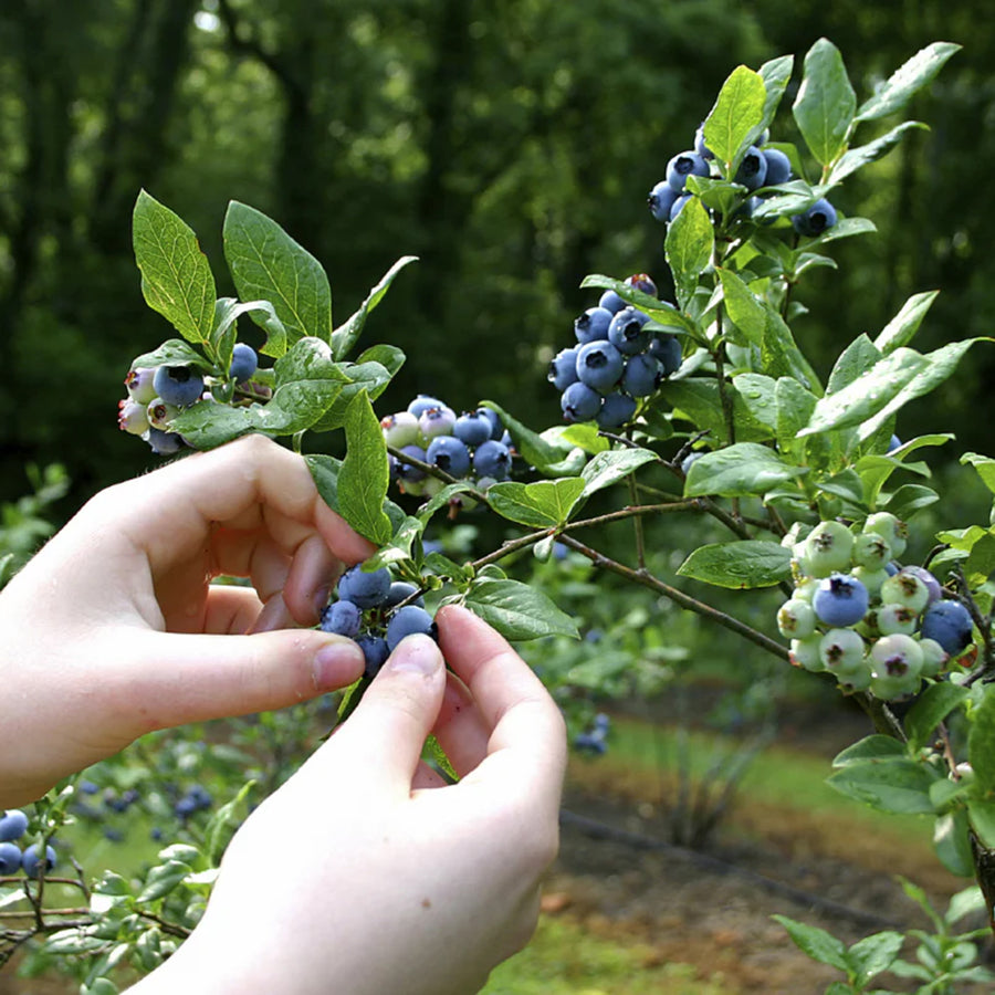 Huckleberry Season on the Gifford Pinchot National Forest