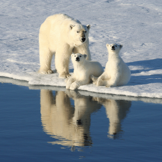 Acknowledging International Polar Bear Day