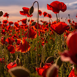 5 Monuments for Remembrance Day