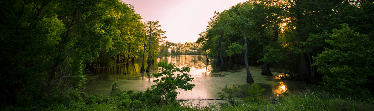 A lake surrounded by lush green trees under a purple sky in Mississippi