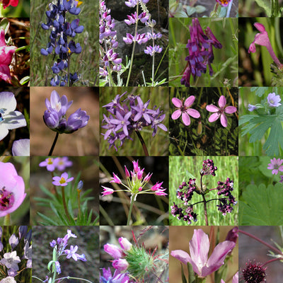 Annie Bidwell trail map, simple Preview 3