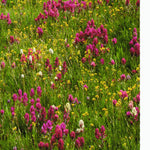 Rio Grande National Forest Visitor Map - Divide Ranger District (West Half) Preview 3