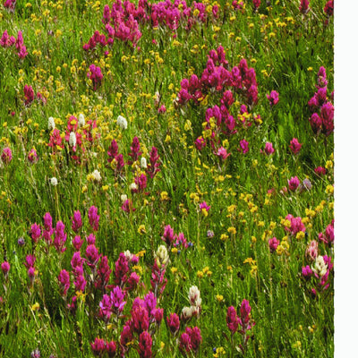 Rio Grande National Forest Visitor Map - Divide Ranger District (West Half) Preview 3