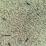 Tequila (F13D54) Preview 3