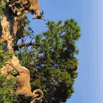 Trail Map #8, Dome Rock State Wildlife Area, Pikes Peak Region Preview 3