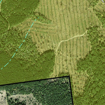 Individal Compartment Map of the Davy Crockett National Forest v87 Preview 2