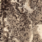 Edwards AFB Hunting Area 3 Preview 3