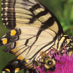 Eastern PA All-Outdoors Atlas & Field Guide pg. 118-119 Preview 3