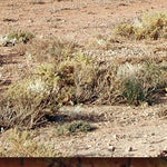 North Flinders Ranges-35 Preview 3