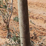 Tibooburra to Mount Isa-25 Preview 3