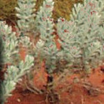 Tibooburra to Mount Isa-26 Preview 3
