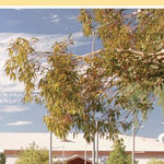 Oodnadatta Track-21 Preview 3