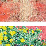 North Simpson Desert-3 Preview 3