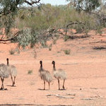 Outback NSW-7 Preview 3