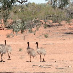 Outback NSW-7 Preview 3