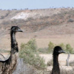 Outback NSW-24 Preview 2