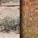 Outback NSW-24 Preview 3