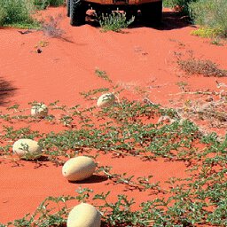 North Simpson Desert-7 Preview 3