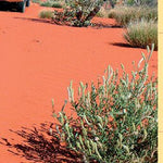 North Simpson Desert-12 Preview 3