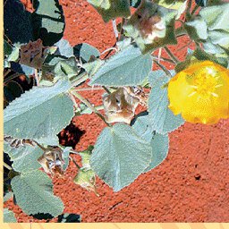 North Simpson Desert-13 Preview 3