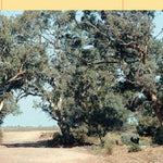 North Flinders Ranges-13 Preview 3