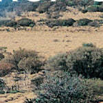 Googs Track-15 Preview 3