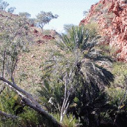 Tanami Road-14 Preview 3