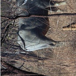 Gulf Savannah Country-23 Preview 3