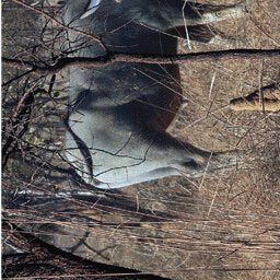 Gulf Savannah Country-23 Preview 3