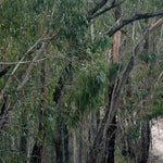 The Grampians-8 Preview 3