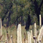The Grampians-48 Preview 2