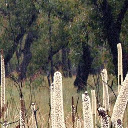 The Grampians-48 Preview 2