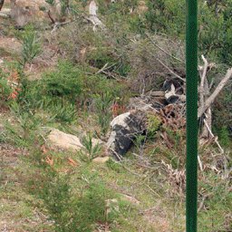 The Grampians-25 Preview 3