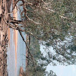 The Kimberley-13 Preview 3