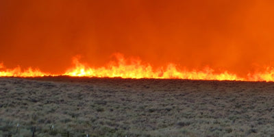 BIFZ Fire Maps 2022 Preview 2