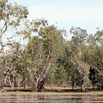 Kakadu NP-12 Preview 3