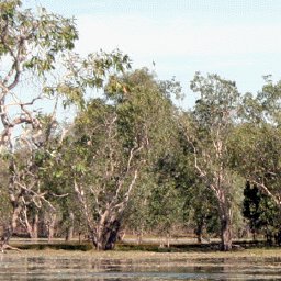 Kakadu NP-12 Preview 3