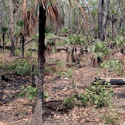 Kakadu NP-4 Preview 3