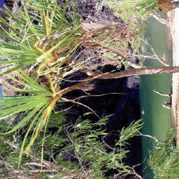 Kakadu NP-18 Preview 3