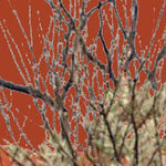 Simpson Desert-2 Preview 3