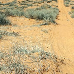 Simpson Desert-25 Preview 3