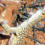 Simpson Desert-31 Preview 3