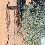 Simpson Desert-29 Preview 3
