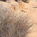 Simpson Desert-26 Preview 3