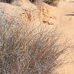 Simpson Desert-26 Preview 3