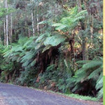The Otway Range-30 Preview 3
