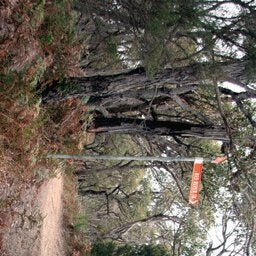 The Otway Range-16 Preview 3